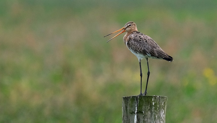 Boerenlandvogels in Zuid-Holland - Veenweiden Krimpenerwaard